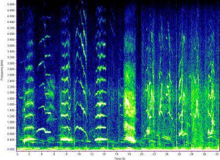 humpback whale spectrogram